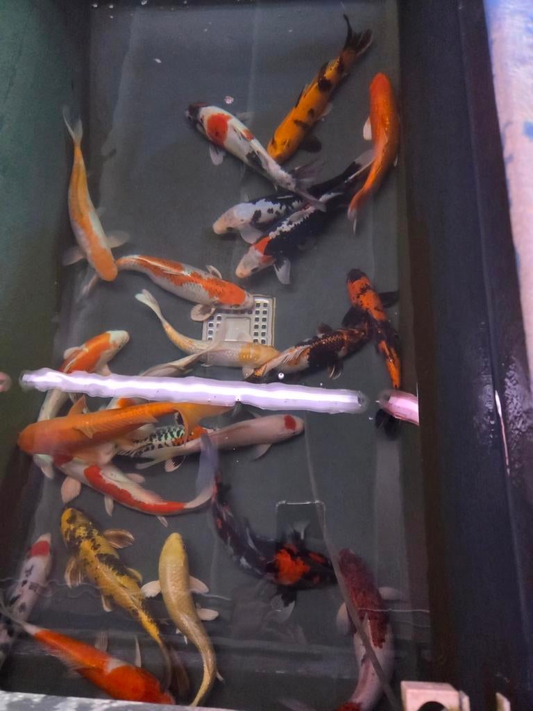 HQ Import koi mix - Ca. 30 / 35 cm - Koidream Valburg, Dieren en Toebehoren, Vissen | Vijvervissen, Karper of Koi