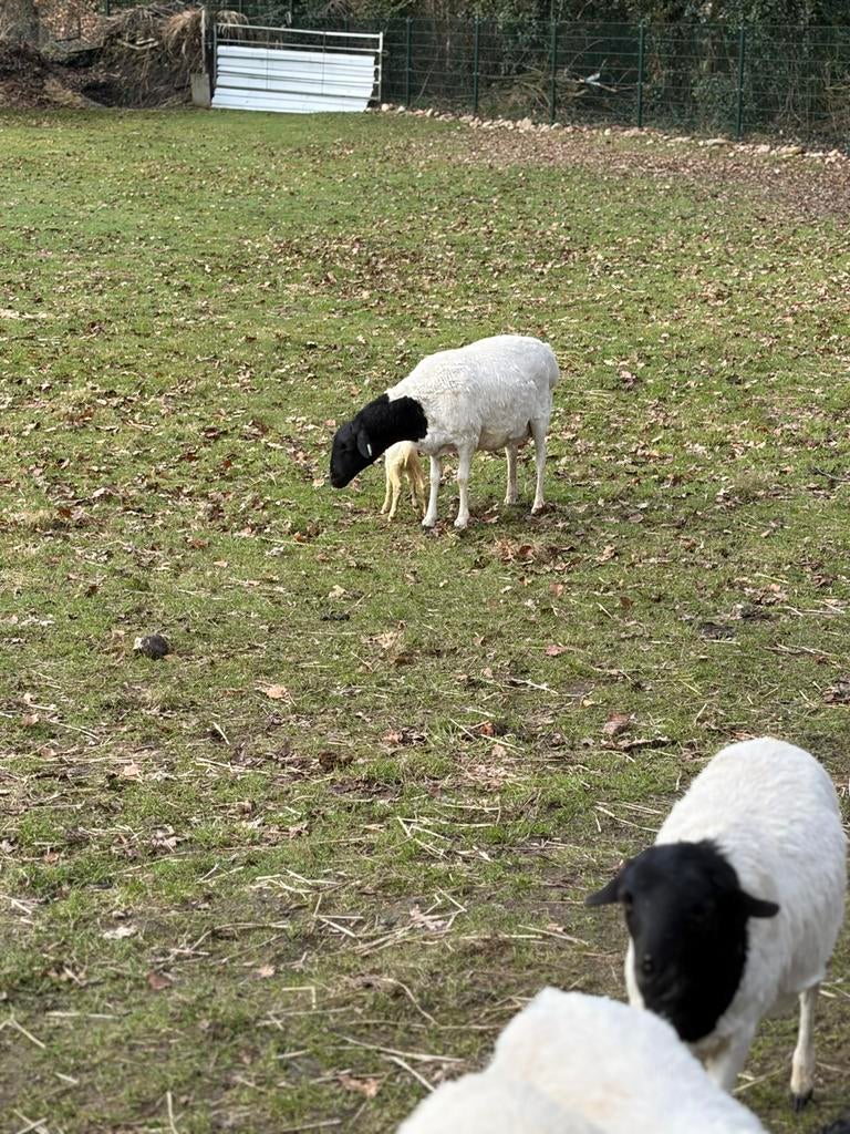 Persian blackhead schapen, Dieren en Toebehoren, Schapen, Geiten en Varkens, Schaap, Mannelijk