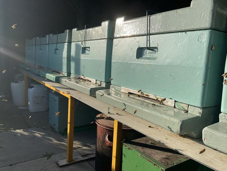 Drie prima uitgewinterde bijenvolken met volop gesloten broe, Dieren en Toebehoren, Insecten en Spinnen