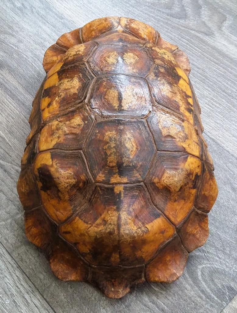 Antiek Groot Schildpad Schild Rugschild Buikschild CARAPAX, Ophalen of Verzenden, Gebruikt, Reptiel of Amfibie, Overige typen