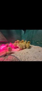 Indische loopeenden kuikens, Meerdere dieren, Eend