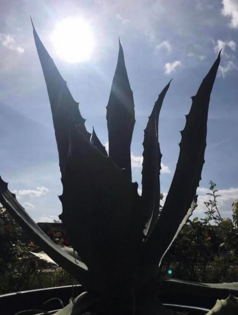 Grote BIO Agave Americana Winterharde Terrasplant, Overige soorten, Volle zon, Vaste plant, Ophalen of Verzenden