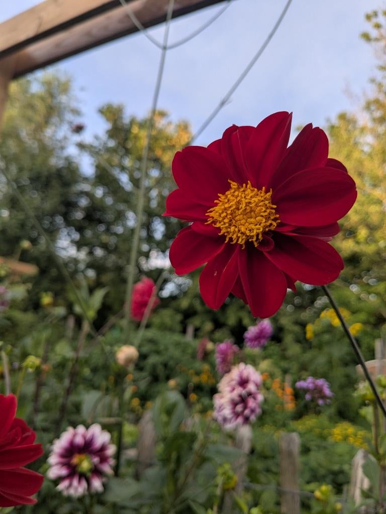 Dahlia stekjes, Tuin en Terras, Bloembollen en Zaden, Ophalen, Volle zon, Knol