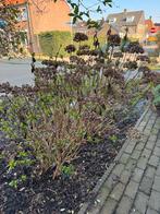 Grote Hortensia - Zelf uitgraven, Vaste plant, Halfschaduw, Zomer, Ophalen