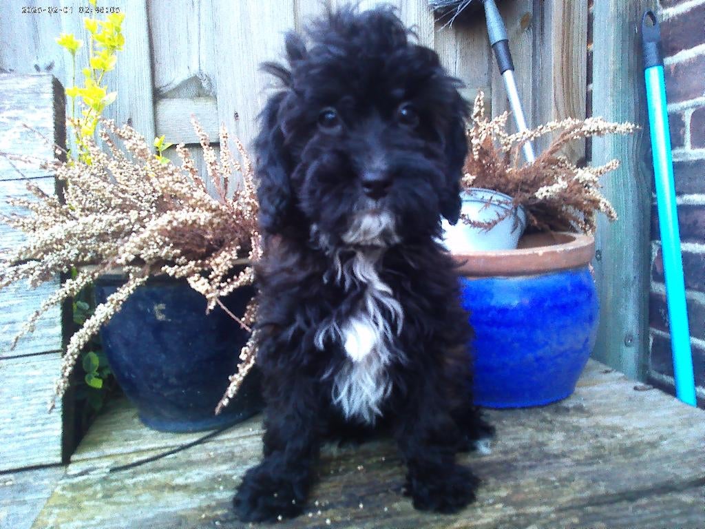 mini labradoodle, Overige rassen, 8 tot 15 weken, Parvo, Meerdere