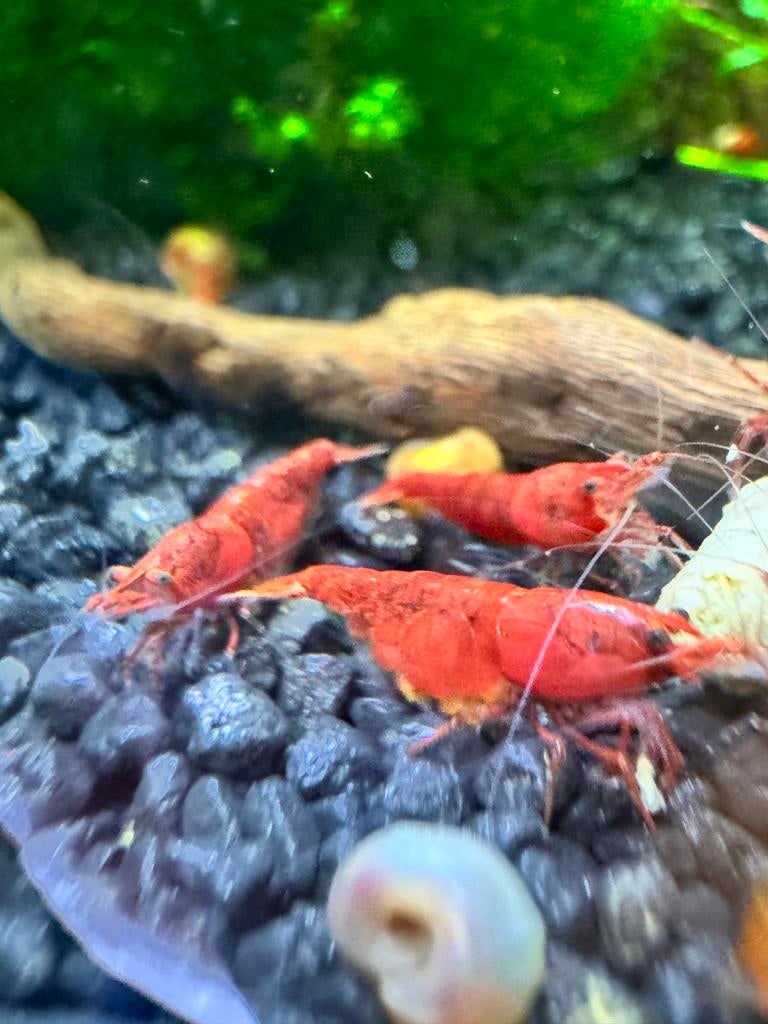 Vuur / Fire Red garnalen | neocaridina garnalen | 10 st 7,50, Dieren en Toebehoren, Vissen | Aquariumvissen, Kreeft, Krab of Garnaal