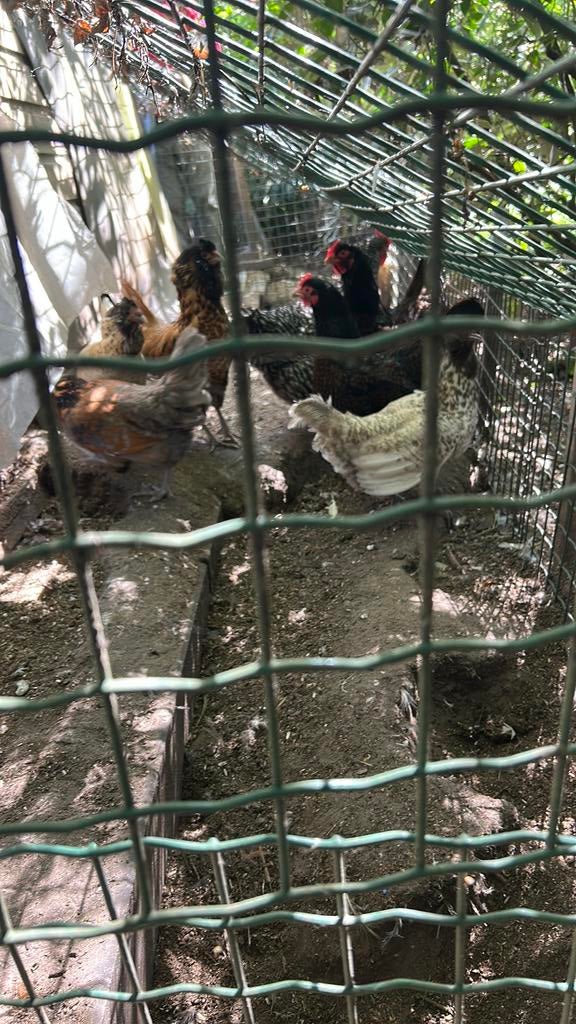 Te koop mooie uilerbaarden leg kip, Dieren en Toebehoren, Pluimvee, Vrouwelijk, Kip