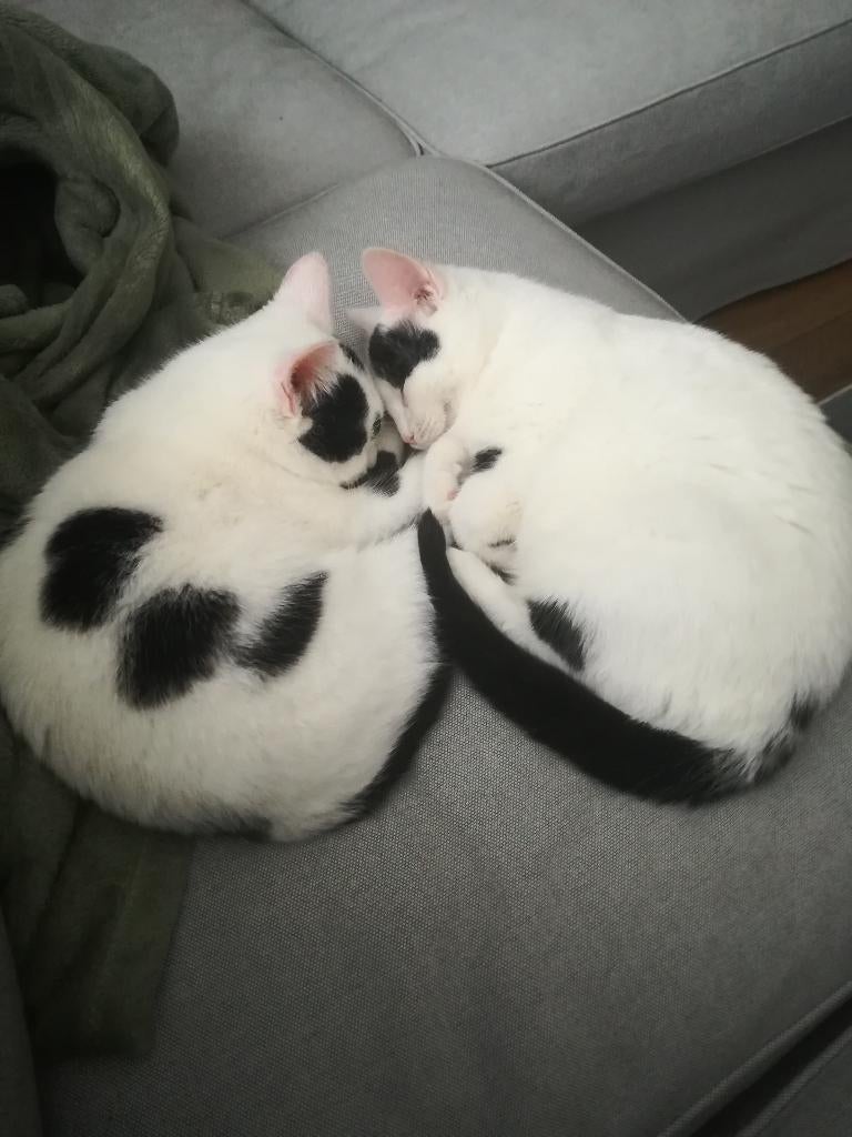 2 katten met alle toebehoren, Dieren en Toebehoren, Meerdere dieren, Gechipt, 3 tot 5 jaar