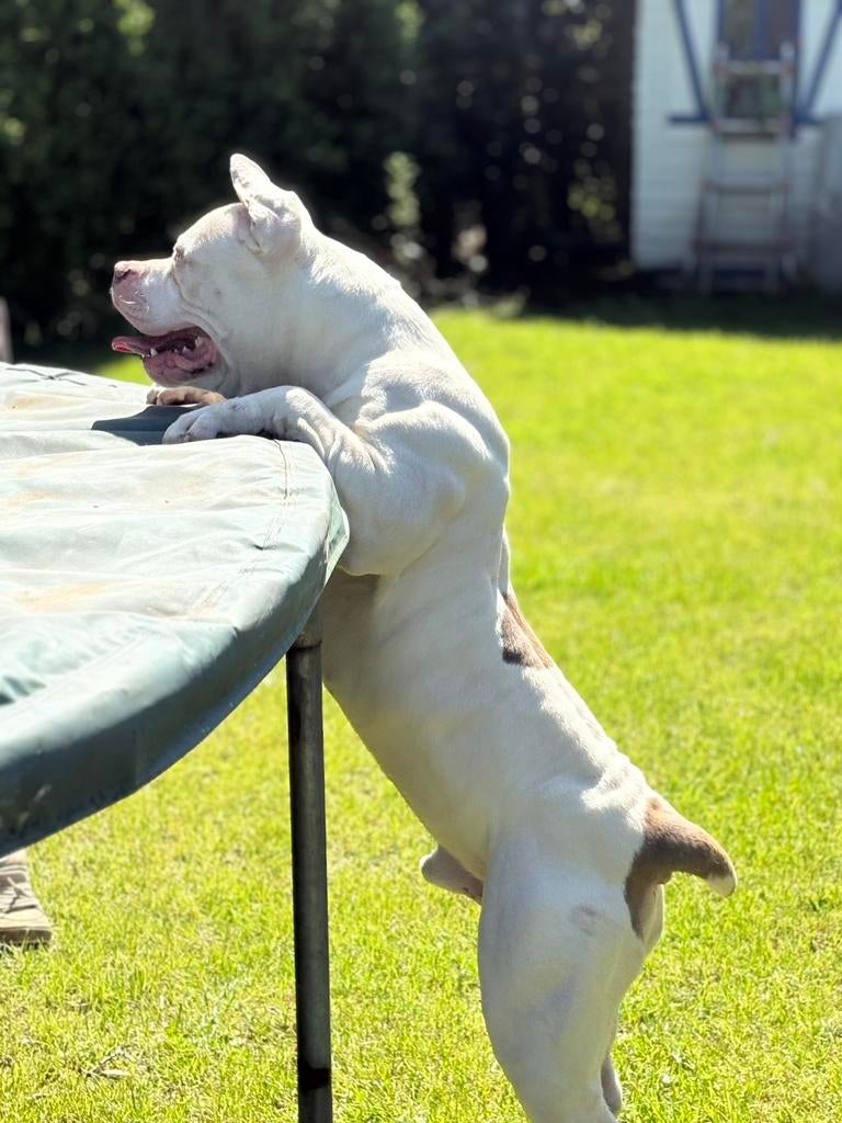 Prachtige Bully XL dekreu met stamboom ( Getest ).🏆, België, Particulier, Reu, 1 tot 2 jaar