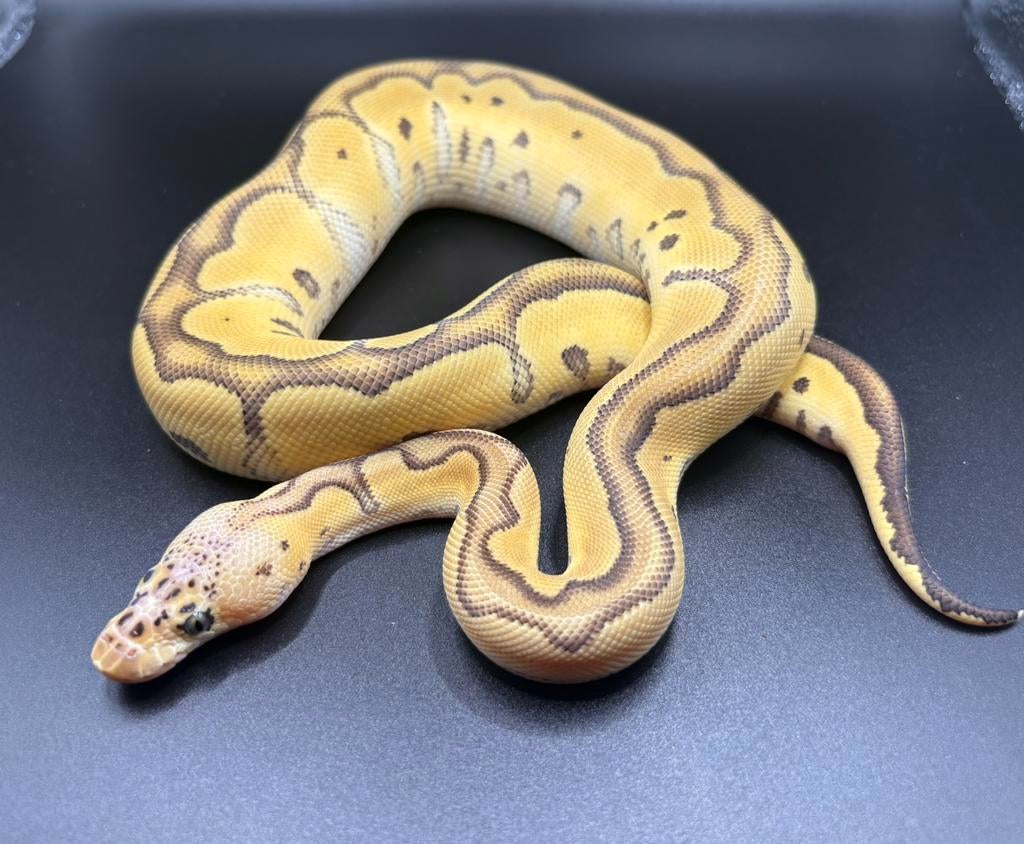 0.1 Pastel Orange Dream Jungle Woma Clown ball python regius, Dieren en Toebehoren, Slang, Tam, 0 tot 2 jaar