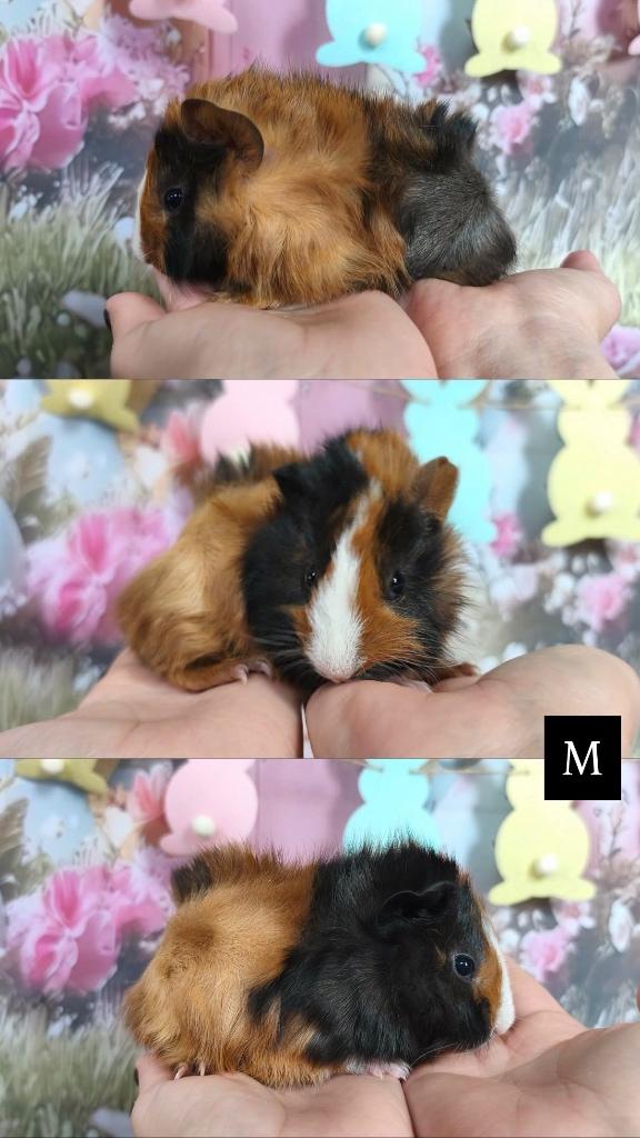 Borstel cavia’s, Dieren en Toebehoren, Cavia, Februari, Meerdere dieren, Tam