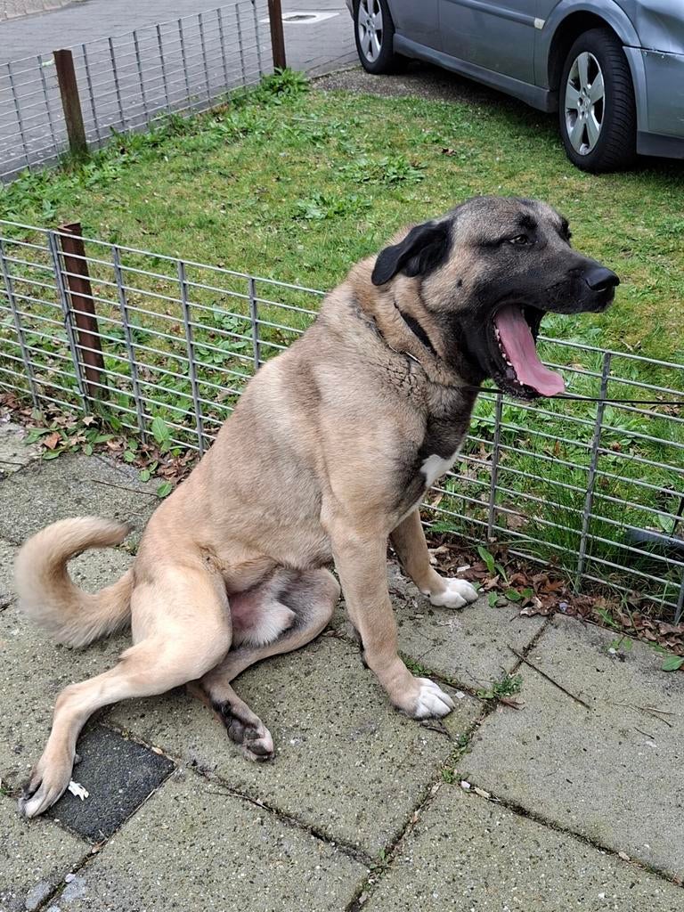 Turkse herder (kangal), Reu, 1 tot 2 jaar, Groot, Eén hond