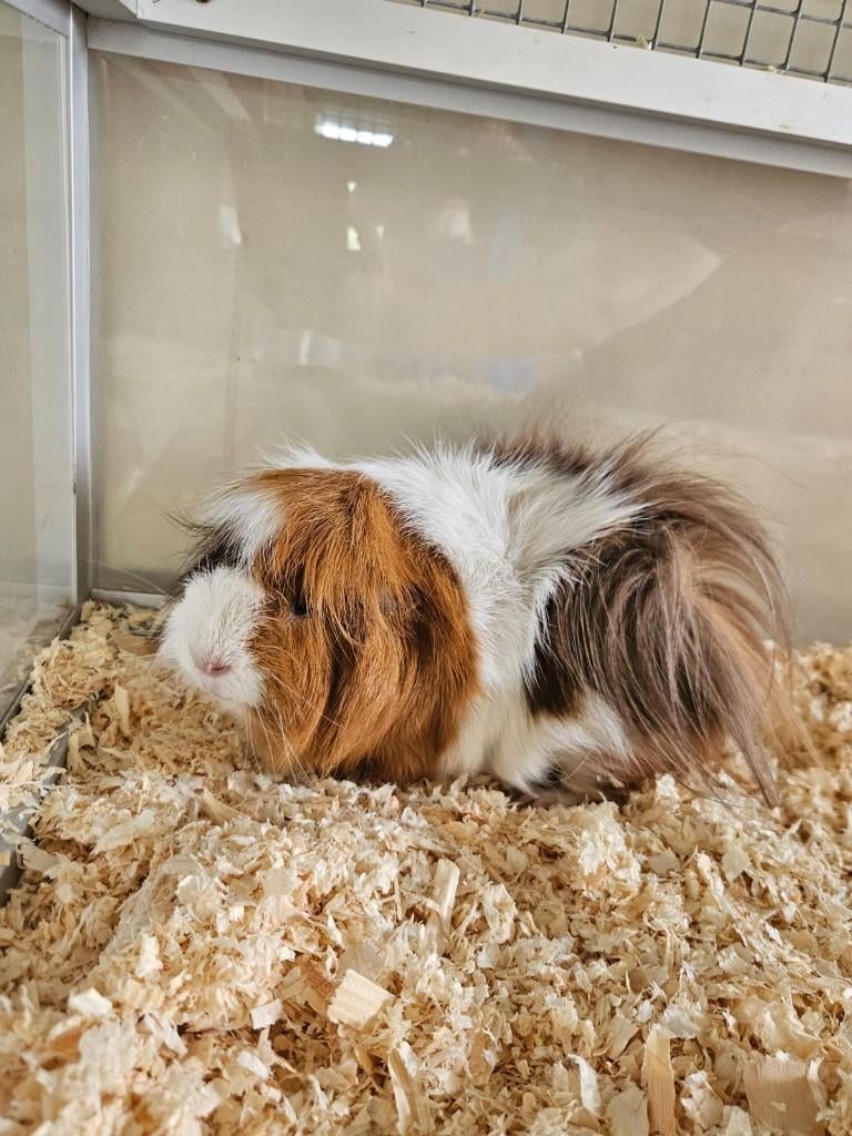 Puk zoekt een huisje! (Gecastreerde beer), Dieren en Toebehoren, Knaagdieren, Februari, Mannelijk, Cavia