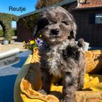 Boomer x Labradoodle mini pups, Nederland, Overige rassen, 8 tot 15 weken, Meerdere