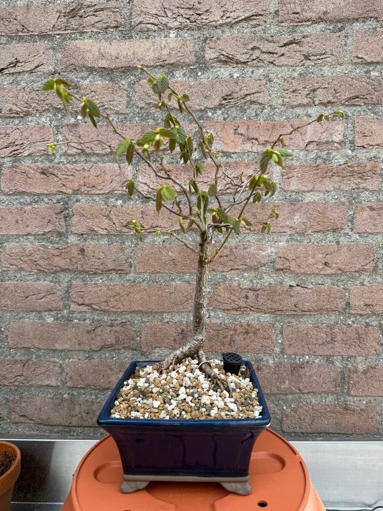 Hazelaar bonsai, Ophalen, Bloeit niet, Halfschaduw, Overige soorten