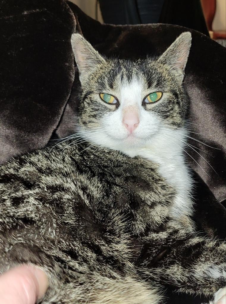 Ik zoek helaas een nieuw thuis voor mijn lieve poes, Dieren en Toebehoren, Katten en Kittens | Overige Katten, Poes