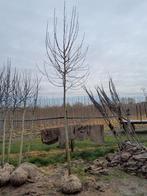 Magnolia bomen, Tuin en Terras, Planten | Bomen, Ophalen, Lente, Volle zon, Overige soorten