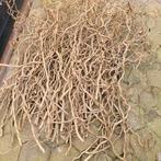 Paastakken, Tuin en Terras, Volle zon, Lente, Minder dan 100 cm, Overige soorten