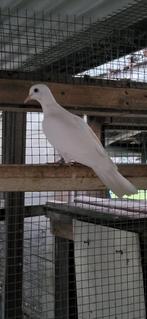 Lachduiven witte, Dieren en Toebehoren, Meerdere dieren, Overige soorten