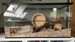 Hamsterkooi 100 x 40 x 50 terrarium, Dieren en Toebehoren, Rat, Zo goed als nieuw, Hok, Ophalen