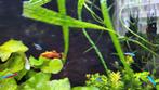 Black molly vrouw en stel black tail plaatjes, Dieren en Toebehoren, Vissen | Aquariumvissen, Vis