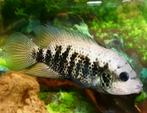 Nosferatu Nandopsis Beani cichliden, Dieren en Toebehoren, Vissen | Aquariumvissen, Vis, Zoetwatervis