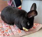 Raszuivere duitse reus (ram), Dieren en Toebehoren, Konijnen, Mannelijk, Groot