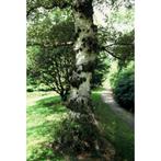Betula pubescens - Zachte berk - boom, Tuin en Terras, Planten | Bomen, Bloeit niet, Halfschaduw, Overige soorten, 250 tot 400 cm