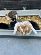 Baby konijntjes te koop!, Dieren en Toebehoren, Konijnen, Meerdere dieren