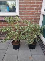 2x Ficus Benjamin, Huis en Inrichting, Kamerplanten, Ophalen, Ficus, Halfschaduw, Minder dan 100 cm