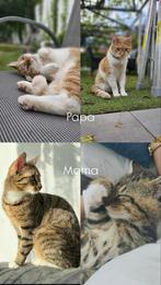 Kittens, Dieren en Toebehoren, Katten en Kittens | Raskatten | Korthaar