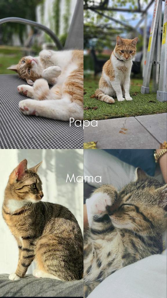 Kittens, Dieren en Toebehoren, Katten en Kittens | Raskatten | Korthaar