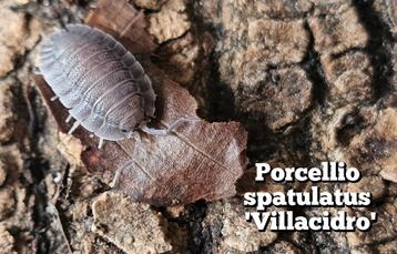 Porcellio spatulatus 'Villacidro' beschikbaar voor biedingen