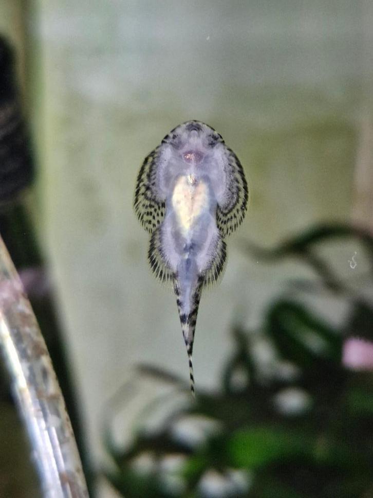 Sewellia Lineolata "Tijger Gastromyzon", Dieren en Toebehoren, Vissen | Aquariumvissen, Zoetwatervis, Vis, Schoolvis