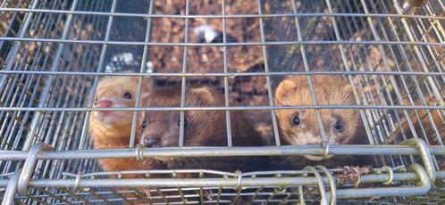 Fretjes te koop!, Dieren en Toebehoren, Overige Dieren