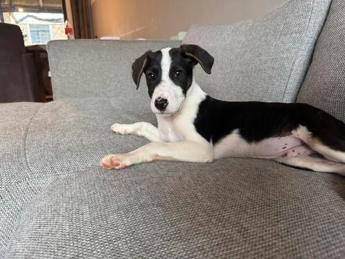 Huiselijke honden opvang, Diensten en Vakmensen, Dieren | Honden | Verzorging, Oppas en Les, Particuliere oppas, Pension of Dagopvang