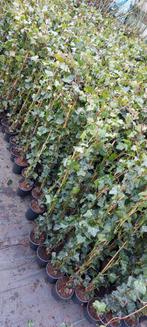 Hedera klimop diverse maten, Ophalen of Verzenden, Overige soorten, 100 tot 250 cm