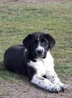 FCI Alabai pups – raszuiver – top karakter, Fokker | Hobbymatig, 8 tot 15 weken, Buitenland, Parvo