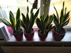 sanseveria plant vier  per pot, Ophalen, Overige soorten, Halfschaduw, Minder dan 100 cm