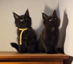 Maine coon kittens met vleugje ragdoll, Dieren en Toebehoren, Meerdere dieren, Gechipt, 0 tot 2 jaar