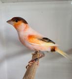 Harlekijnen kanaries, Meerdere dieren, Postuurkanarie