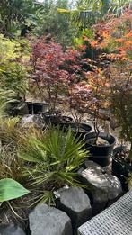 Acer palmatum, Ophalen, Bloeit niet, Halfschaduw, Overige soorten