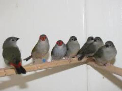 Te koop prachtig koppel Dornalstrildes, Dieren en Toebehoren, Vogels | Overige Vogels, Tropenvogel, Meerdere dieren