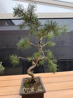 Pre bonsai Pinus sylvestris, In pot, Bloeit niet, Halfschaduw, Minder dan 100 cm