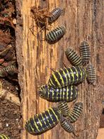 Armadillidium maculatum ‘Zebra Yellow’, Overige soorten