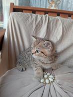 Kittens, Dieren en Toebehoren, Katten en Kittens | Overige Katten, Poes