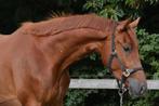 Veelbelovende 3-jarige Lantanas X Feel Good, Dieren en Toebehoren, Paarden, Gechipt, Ruin, Dressuurpaard, Onbeleerd