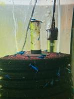 Blauwe Garnalen Neocaridina Blue Dream, Dieren en Toebehoren, Kreeft, Krab of Garnaal, Zoetwatervis, Schoolvis