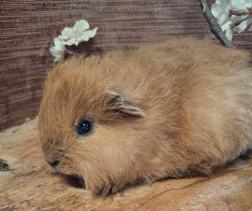 Ch teddy cavia, buff california zwart beschikbaar voor biedingen