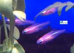 Neon Tetra "Blue-Eyed Gold", Dieren en Toebehoren, Vissen | Aquariumvissen, Vis, Zoetwatervis, Schoolvis